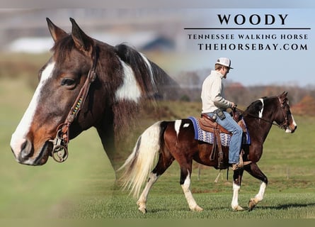 Tennessee walking horse, Gelding, 13 years, Tobiano-all-colors