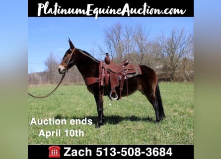 Tennessee walking horse, Gelding, 14 years, 14,1 hh, Bay