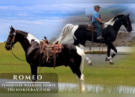 Tennessee walking horse, Gelding, 14 years, 15.3 hh, Tobiano-all-colors