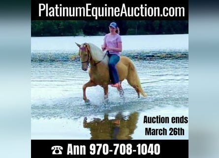 Tennessee walking horse, Gelding, 14 years, 15 hh, Palomino