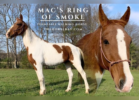 Tennessee walking horse, Gelding, 14 years, 15,1 hh, Sorrel
