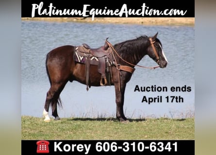 Tennessee walking horse, Gelding, 14 years, Black