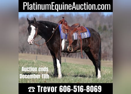 Tennessee walking horse, Gelding, 14 years, Overo-all-colors