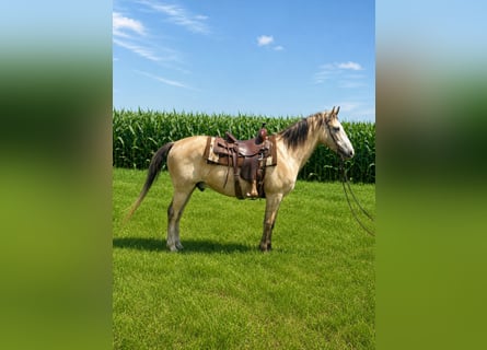 Tennessee walking horse, Gelding, 15 years, 15 hh, Buckskin