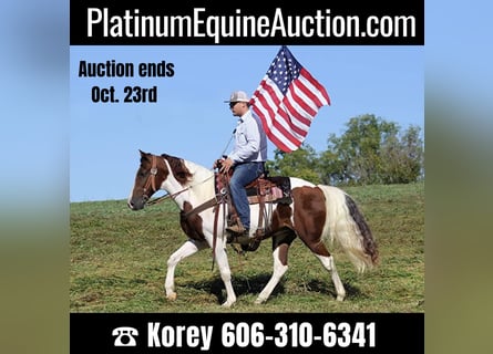 Tennessee walking horse, Gelding, 15 years, Tobiano-all-colors