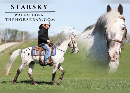 Tennessee walking horse Mix, Gelding, 16 years, 14,2 hh, Grey-Fleabitten