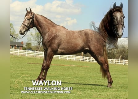 Tennessee walking horse, Gelding, 2 years, 14 hh, Grey