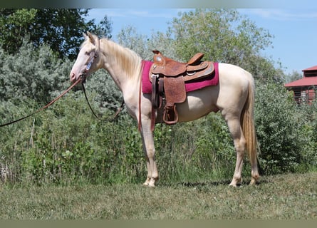 Tennessee walking horse, Gelding, 2 years, 14,2 hh, Cremello