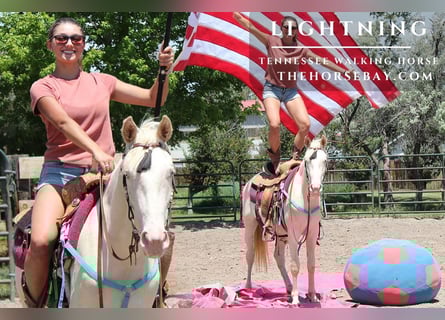 Tennessee walking horse, Gelding, 2 years, 14,2 hh, Cremello