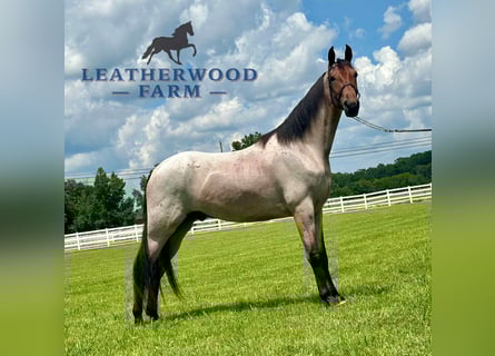 Tennessee walking horse, Gelding, 2 years, 15 hh, Bay