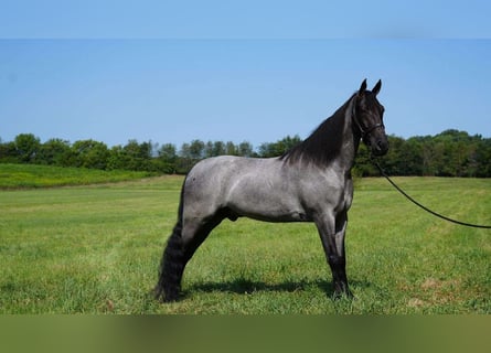 Tennessee Walking Horse, Wallach, 2 Jahre, 15 hh, Roan-Blue