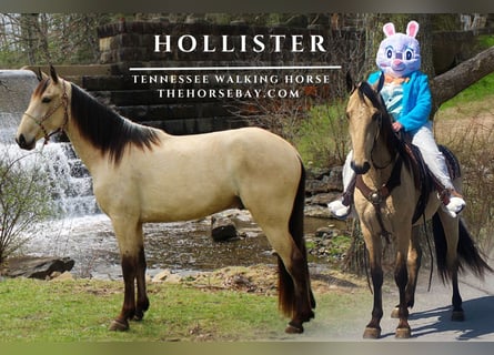 Tennessee walking horse, Gelding, 3 years, 15.2 hh, Buckskin