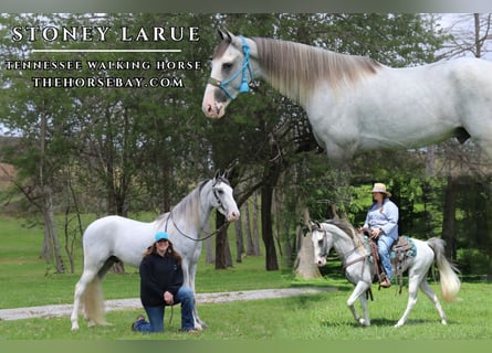 Tennessee walking horse, Gelding, 3 years, 15,2 hh, Gray