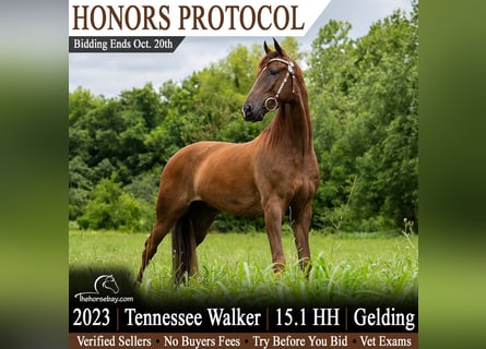 Tennessee walking horse, Gelding, 3 years, 15 hh, Chestnut