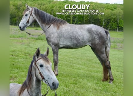 Tennessee walking horse, Gelding, 3 years, 15 hh, Gray