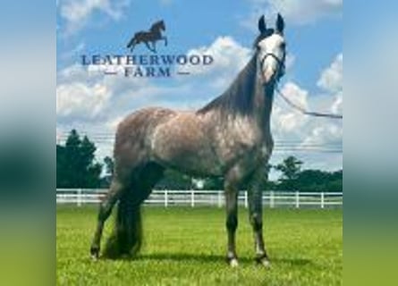 Tennessee walking horse, Gelding, 3 years, 15 hh, Grey