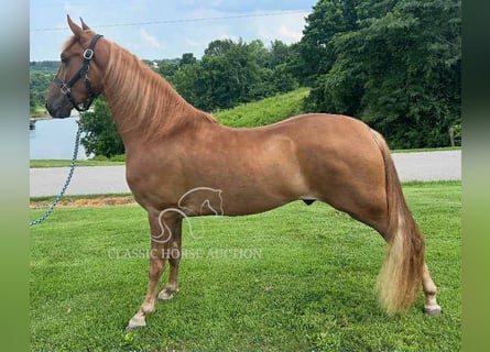 Tennessee walking horse, Gelding, 3 years, 15 hh, Sorrel