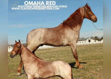 Tennessee walking horse, Gelding, 3 years, 16 hh, Roan-Red