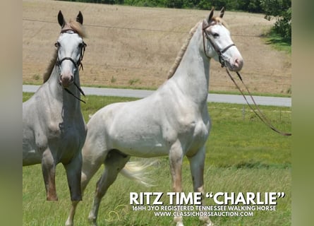 Tennessee walking horse, Gelding, 3 years, 16 hh, Roan-Red