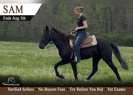 Tennessee walking horse, Gelding, 4 years, 14.2 hh, Black