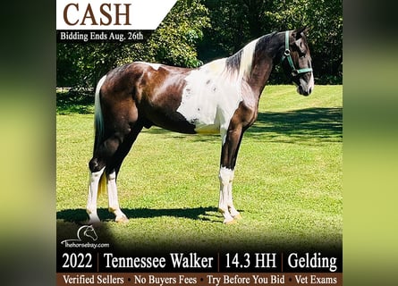 Tennessee walking horse, Gelding, 4 years, 14.2 hh, Tobiano-all-colors