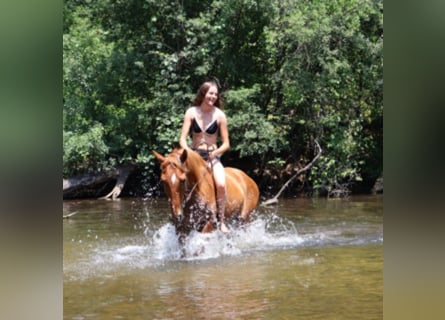 Tennessee walking horse, Gelding, 4 years, 14.3 hh, Sorrel