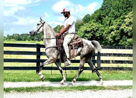 Tennessee walking horse, Gelding, 4 years, 14 hh, Gray