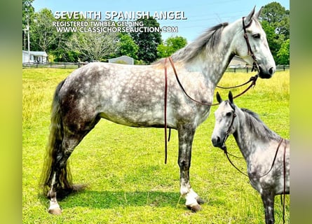 Tennessee walking horse, Gelding, 4 years, 14 hh, Gray