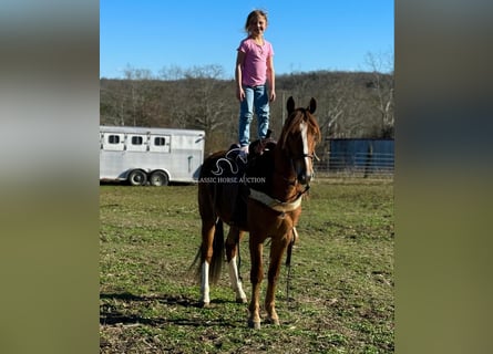 Tennessee walking horse, Gelding, 4 years, 14 hh, Sorrel