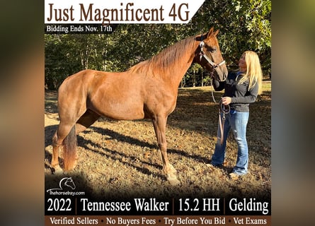 Tennessee walking horse, Gelding, 4 years, 15.1 hh, Sorrel