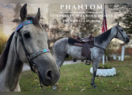Tennessee walking horse, Gelding, 4 years, 15.2 hh, Grey-Dapple