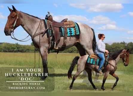 Tennessee walking horse, Gelding, 4 years, 15.2 hh, Roan-Bay