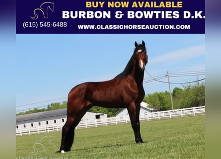 Tennessee walking horse, Gelding, 4 years, 15 hh, Bay