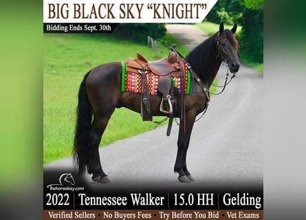 Tennessee walking horse, Gelding, 4 years, 15 hh, Black