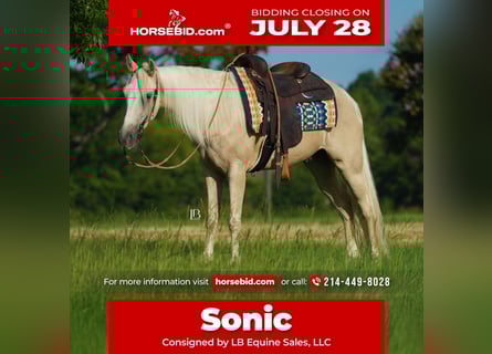 Tennessee walking horse, Gelding, 4 years, 15 hh, Palomino