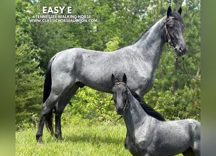 Tennessee walking horse, Gelding, 4 years, 15 hh, Roan-Blue