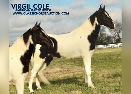 Tennessee walking horse, Gelding, 4 years, 15 hh, Tobiano-all-colors