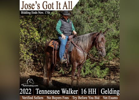 Tennessee walking horse, Gelding, 4 years, 16 hh, Chestnut