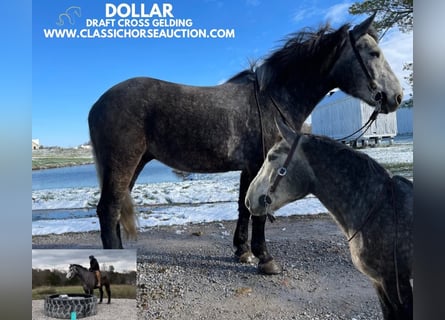 Tennessee walking horse, Gelding, 4 years, 16 hh, Gray