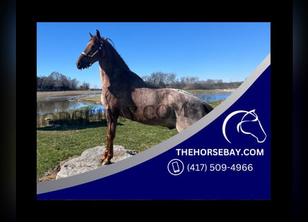 Tennessee walking horse, Gelding, 4 years, 16 hh, Roan-Red
