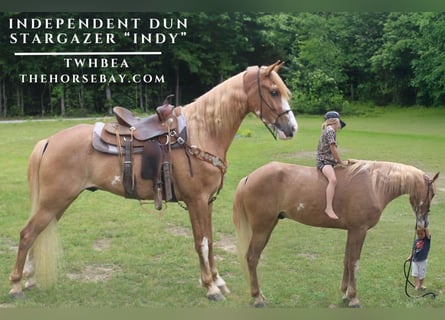 Tennessee walking horse, Gelding, 4 years, 16 hh, Sabino