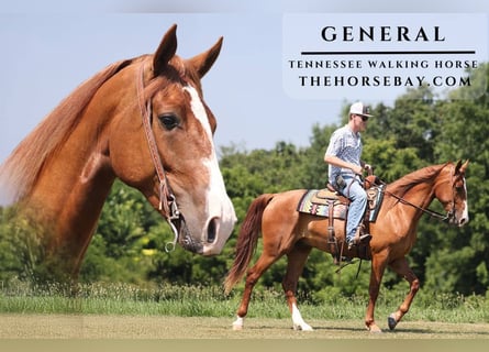 Tennessee walking horse, Gelding, 4 years, Sorrel