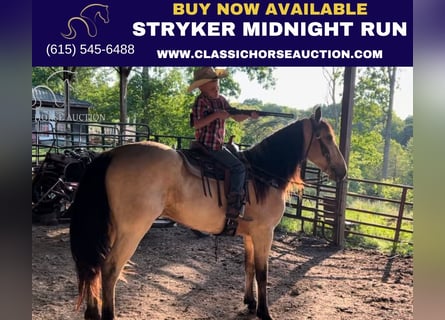 Tennessee walking horse, Gelding, 5 years, 14 hh, Buckskin