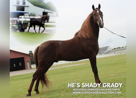 Tennessee walking horse, Gelding, 5 years, 14 hh, Sorrel