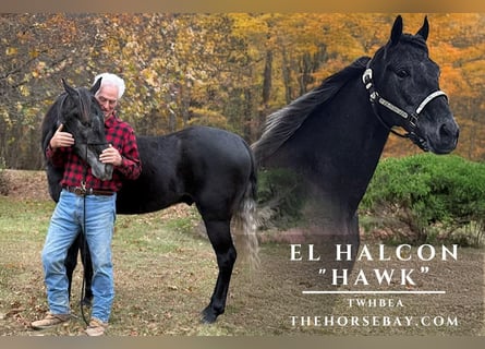 Tennessee walking horse, Gelding, 5 years, 15.3 hh, Smoky-Black