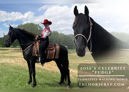 Tennessee walking horse, Gelding, 5 years, 15 hh, Black