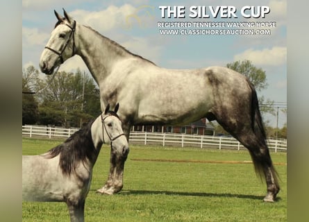 Tennessee walking horse, Gelding, 5 years, 15 hh, Grey