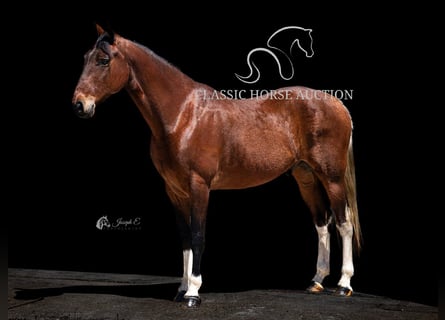 Tennessee walking horse, Gelding, 5 years, 15 hh, Tobiano-all-colors
