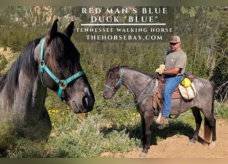 Tennessee walking horse, Gelding, 5 years, Roan-Blue