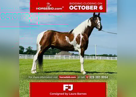 Tennessee walking horse, Gelding, 6 years, 14,2 hh, Pinto